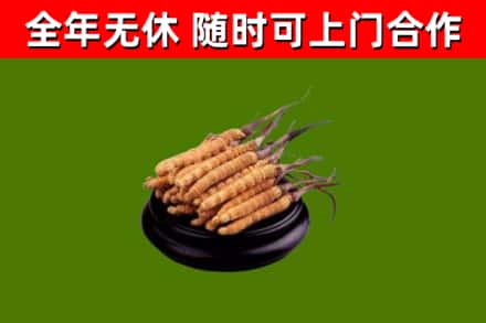 宁阳县回收散虫草